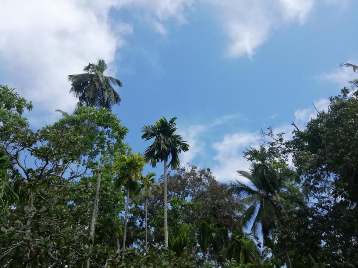 Jungle Guest ,Mirissa Hotel Exterior photo